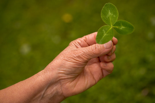 Clover leaves in female hand, closeup