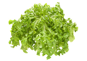 Obraz premium Lettuce salad leaf
