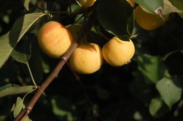 Fresh apples on tree in summer garden
