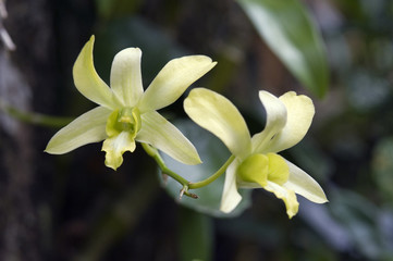 Orchid, one of the largest botanical families