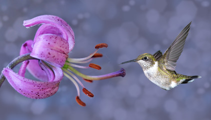 Annas Hummingbird in Flight with Purple Flower