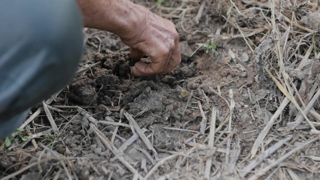 hand of old man seeding peanut into the soil close up shoot