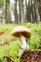 white mushroom