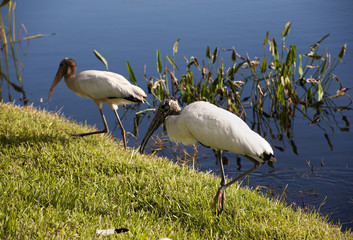 Stork and a  baby storks on a lake in Florida. Usa. Amerika