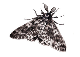 moth painting - obrazy, fototapety, plakaty