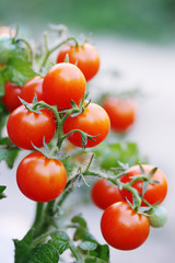 red cherry tomatoes