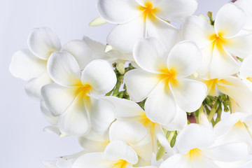 Fototapeta premium Plumeria flower.
