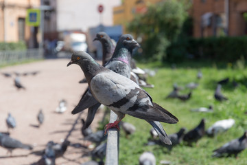 flock of pigeons on the street