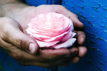 Men's hands hold a rose