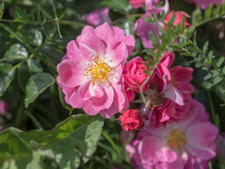 wild rose closeup