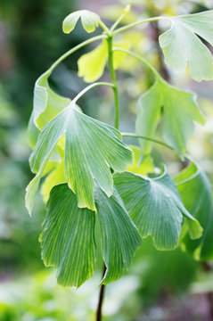 sprout of ginkgo biloba
