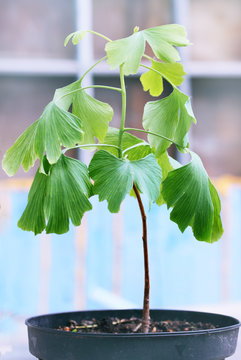 Young sprout of ginkgo biloba