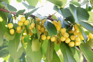 yellow cherries