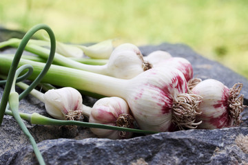 Fresh garlic