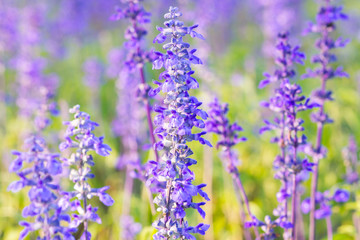 Blue Salvia (salvia farinacea) flowers blooming in the garden