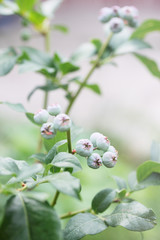 blueberries Canadian tall