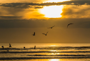 Seagulls Sunset