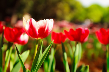 red tulip