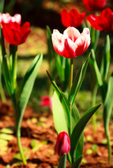 red tulip