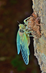 New-born cicada 3