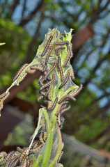 Caterpillars on leaves 2