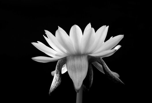 Fototapeta lotus isolated on black background