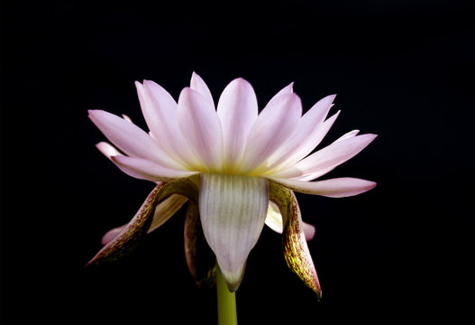 Fototapeta Pink lotus isolated on black background