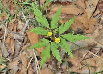 Spring yellow flower 3