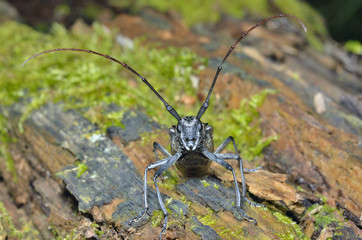 Capricorn beetle 2