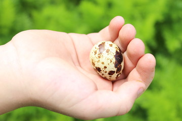 яйца в руке