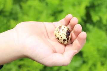 яйца в руке