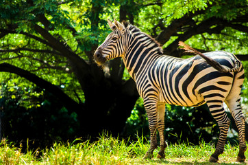 Fototapeta na wymiar Zebra shake a tail