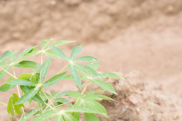 Cassava leaf wet.