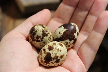 яйца в руке