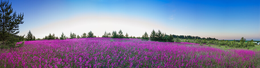 Fototapeta na wymiar summer landscape with the blossoming meadow, sunrise