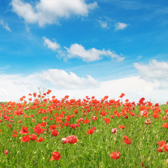 Fototapeta na wymiar meadow with wild poppies and blue sky
