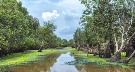 Tra Su cajeput forest, An Giang on summer evening with the fauna and flora abundance of mangroves, such as melaleuca, dirt, birds, fish, brackish water ecology ..... 