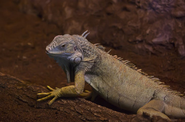 Fototapeta premium live wild reptiles lizards shot close-up in nature