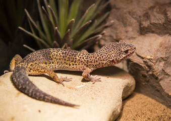 live wild reptiles lizards shot close-up in nature