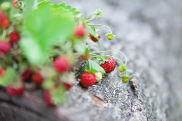 Branches of fresh wild wild strawberry on old wood of a log. Soft fokus