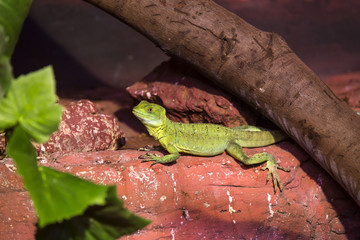 Naklejka na ściany i meble live wild reptiles lizards shot close-up in nature