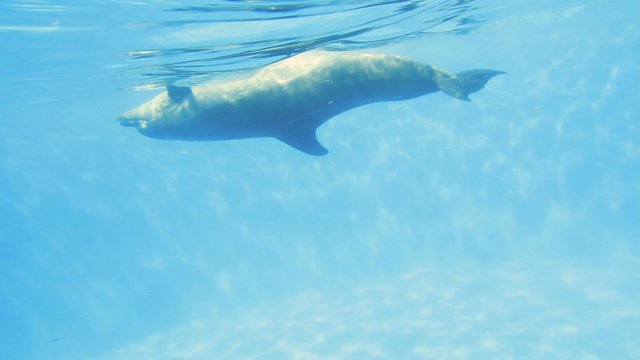 Dolphins Underwater