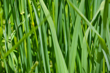 Fototapeta na wymiar Wide flat green grass texture