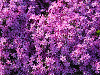 Obraz premium violets flowers. background