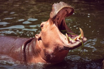 Hippopotamus, animals, mammals and herbivorous.