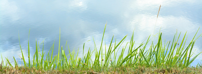 Grass flower isolate on white background