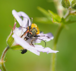 Flower barbel (Brachyta interrogationis) on a flower