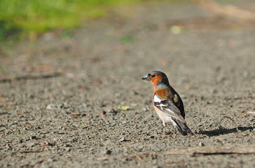 finch in the forest