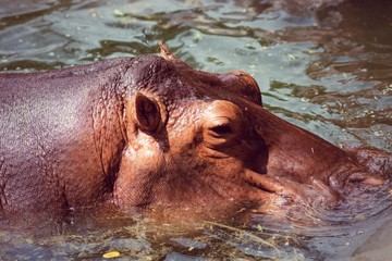 Hippopotamus, animals, mammals and herbivorous.