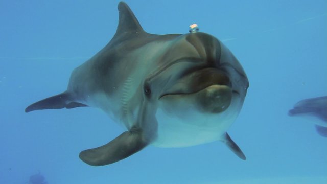 Dolphins In A Reservoir